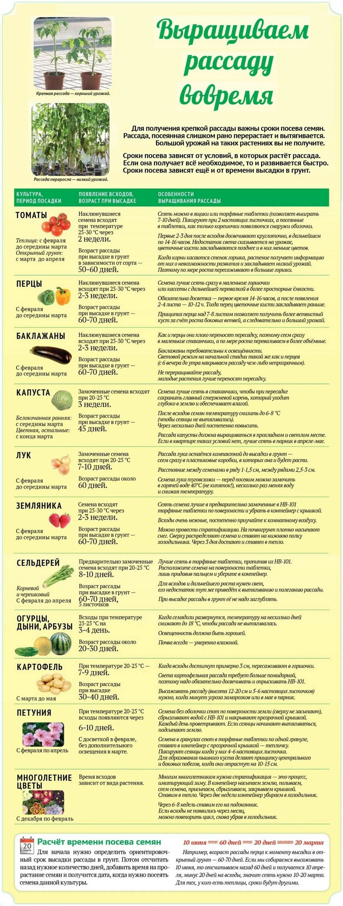 Через сколько дней всходят семена томатов. Таблица рассады овощей для высадки в грунт. Сроки посева овощей на рассаду. Сроки посева семян. Сроки посадки семян на рассаду.