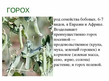 Горох вид род семейство класс