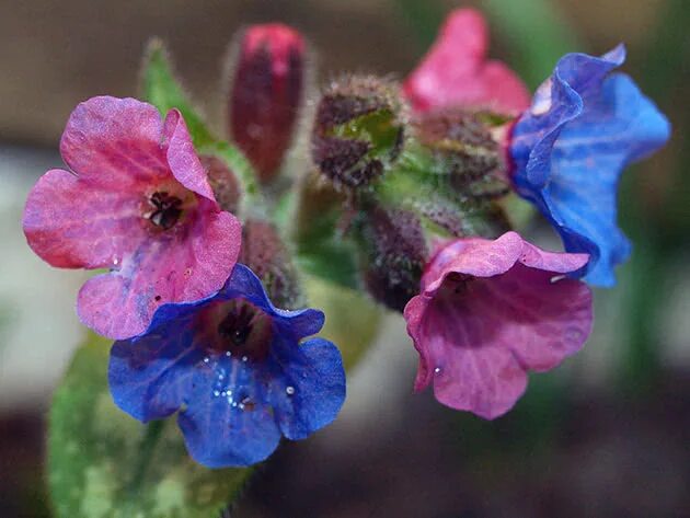 Медуница лесная цветок. Медуница (pulmonaria). Летучая медуница 7 букв. Pulmonaria mollis. Медуница (pulmonaria).