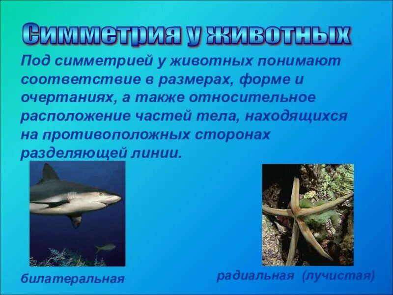 Укажите тип симметрии животного рыба. Симметрия животных. Двусторонняя симметрия в животном мире. Билатеральная симметрия у животных. Типы симметрии животных.