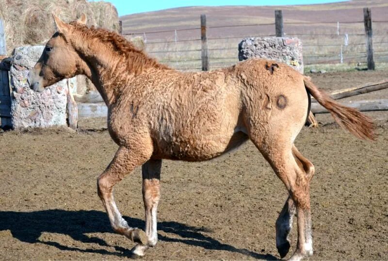 Забайкальская кучерявая порода лошадей. Забайкальская лошадь. Забайкальская кудрявая лошадь. Лошади в Забайкальском крае.