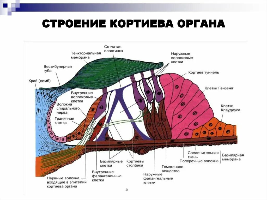 Схема строения органа. Спиральная мембрана кортиев орган. рецепторные клетки кортиева органа. стереоцилии кортиев орган. строение кортиева органа гистология схема.