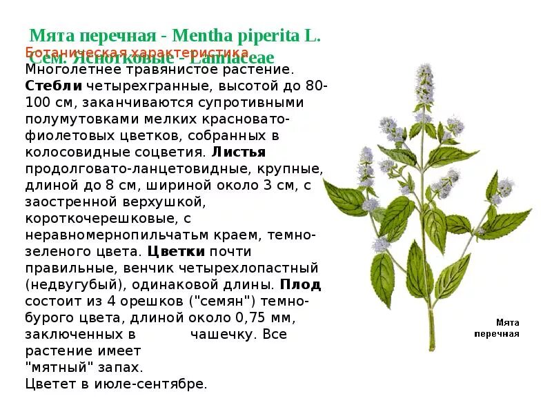 Мята перечная анализ. Мята полезные свойства кратко. Мята перечная растение. Мята перечная опушение. Лекарства из мяты.