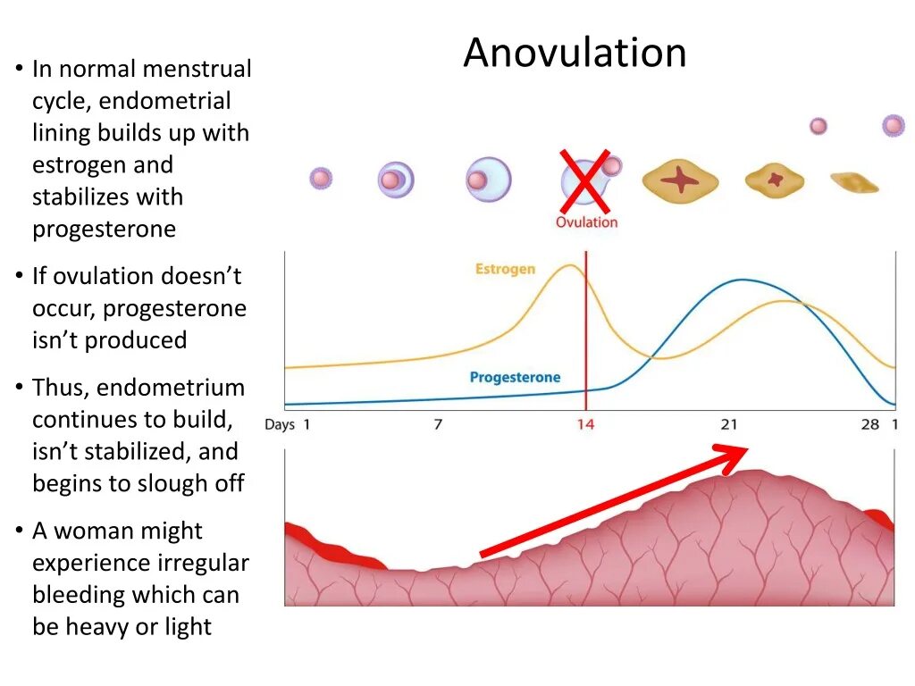 Кровотечение вне менструационного цикла причины. Менструальный цикл. Normal menstrual Cycle. Длинный цикл месячных.