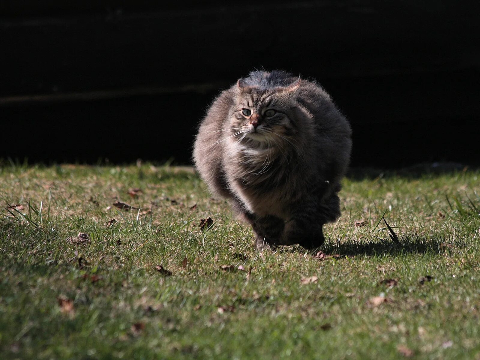 Кошечек быстро. Кот бежит. Кот убегает. Толстый кот бежит. Толстый кот убегает.