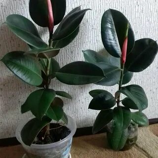 Фикус черный принц