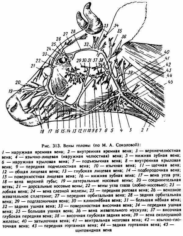 Сонная артерия у свиней где находится. Язычно лицевая Вена животных. Яремная Вена КРС анатомия. Яремная Вена анатомия животных.