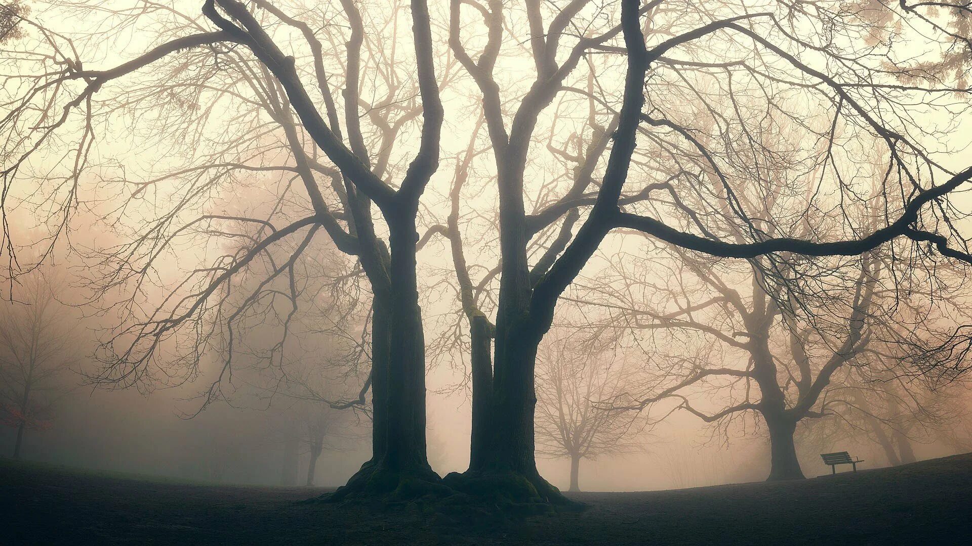 Ветвь туманного дерева. Голое дерево. Деревья в тумане. Мрачное дерево. Дерево Эстетика.