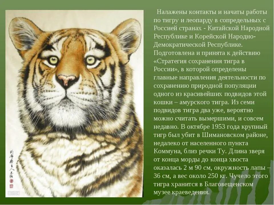 Как выглядит тигр описание. Уссурийский тигр презентация. краткие сведения о тигре. уссурийский тигр красная книга. доклад про тигра.