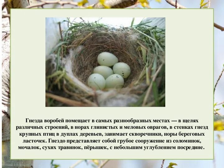 Вместе ласточки выгнали воробья из гнезда. Вместе ласточки выгнали воробья из гнезда
