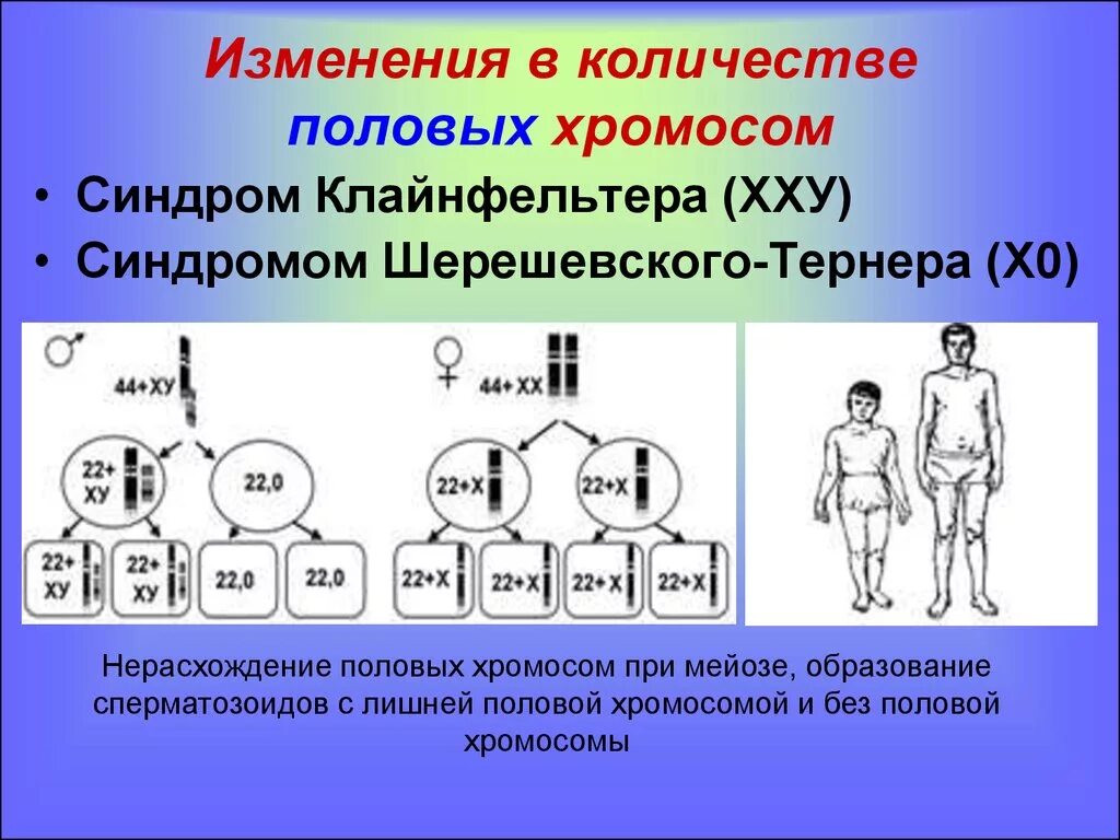 Синдром полисомии по y-хромосоме кариотип. Синдром полисомии по половым хромосомам. Хромосомные болезни связанные с нерасхождением хромосом. Увеличение числа половых хромосом. Заболевания связанные с аномалиями половых хромосом.