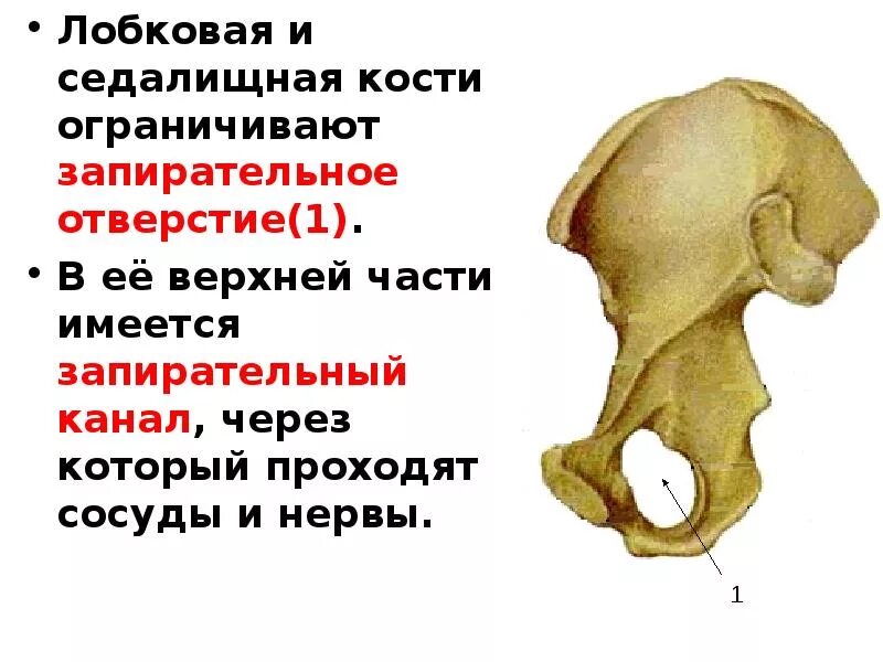 Подвздошная кость седалищная. Подвздошная кость нижних конечностей. Седалищная кость анатомия строение. Подвздошная и седалищная кость таза. Тазовая кость подвздошная кость седалищная кость.