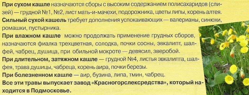 При кашле можно на улицу. Листья эвкалипта от кашля. сбор при сухом кашле. сбор при влажном кашле. эвкалипт при кашле.