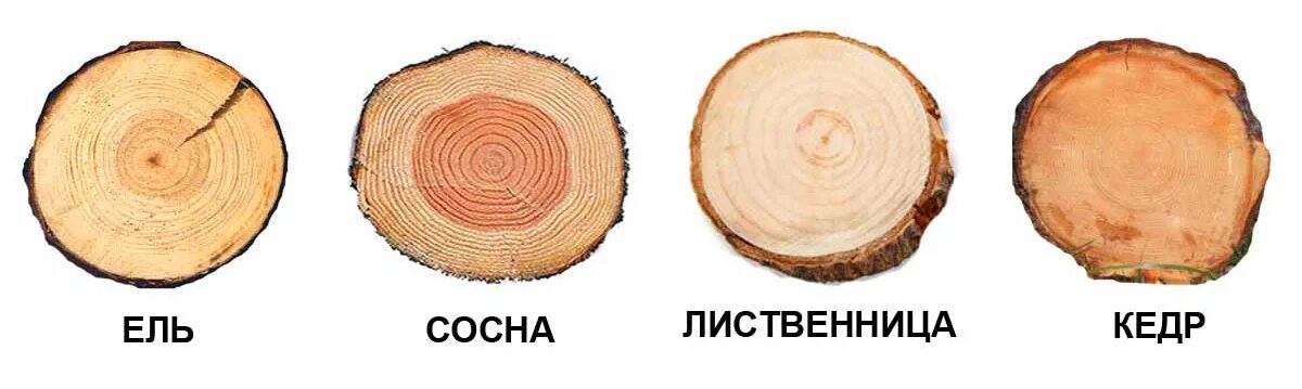 Сосна обыкновенная - поперечный спил. Ель строение древесины. Поперечный срез бревна сосны и дуба. Как отличить хвойные породы деревьев