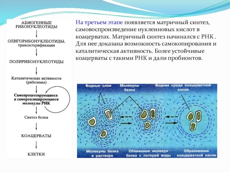 Коацерватные капли теория. Коацерваты пробионты первичный бульон. Образование биологических полимеров и коацерватов. Возникновение коацерватов.