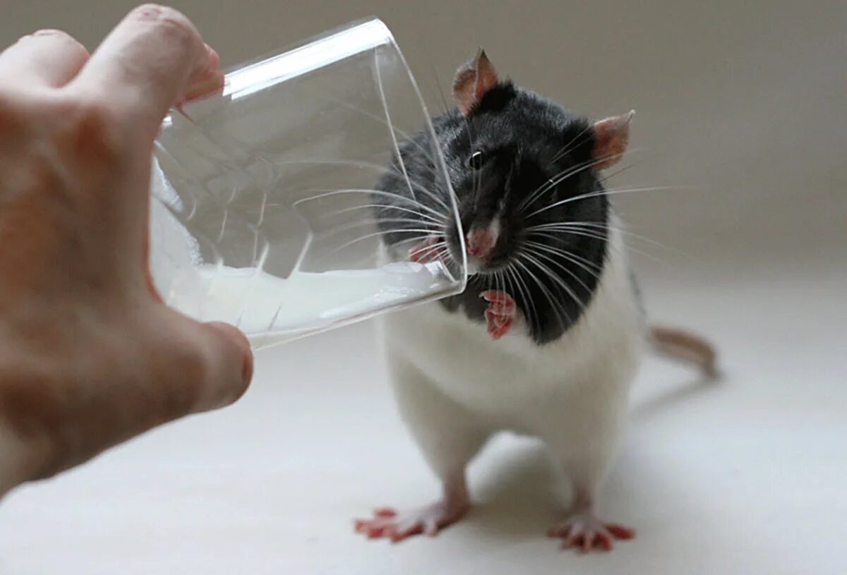 Принял мыши. Забавные крысы. Мышь пьет. Молоко мышей. Мышь пьет молоко.