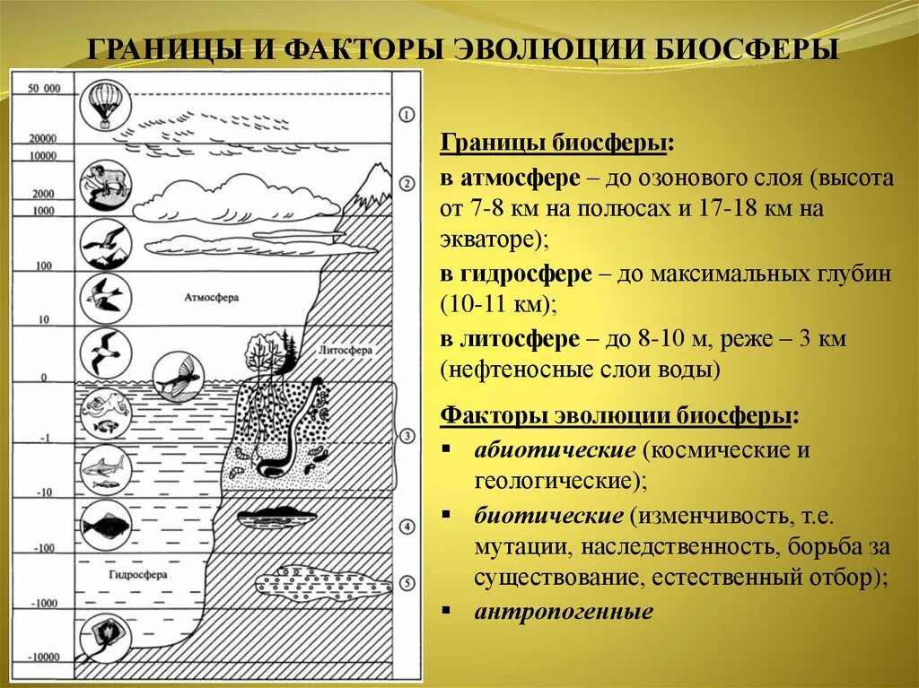 Основные источники биосферы. Основные факторы эволюции биосферы. Антропогенное воздействие на биосферу отрицательное. Биосферы и антропогенное развитие. Влияние антропогенных факторов на биосферу.