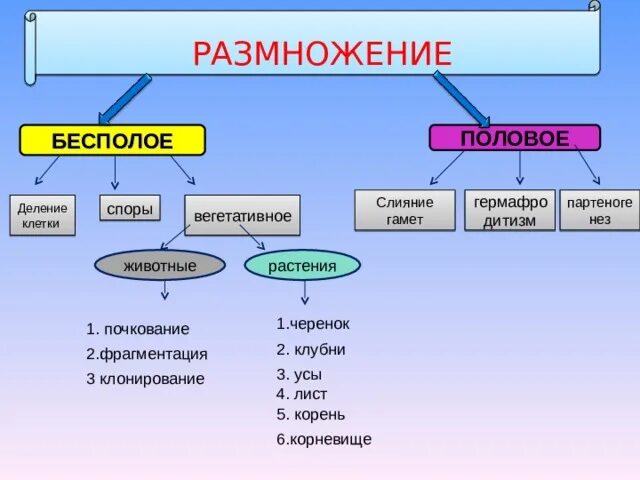 Какие типы размножения различают в живой природе. Вегетативное размножение половое/бесполое. Партеногенез это бесполое размножение. Бесполое и половое размножение деление. Половое размножение партеногенез.