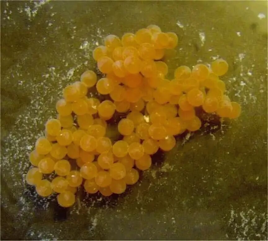 Как выглядят икринки рыбы Why do some fish eat their own eggs