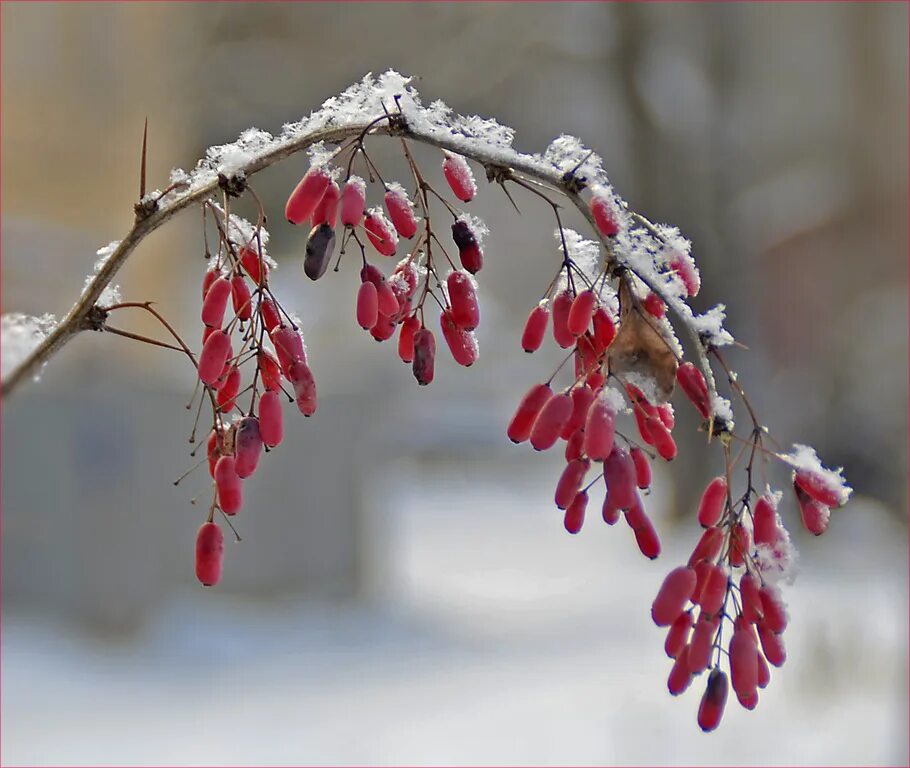 188 Branch Red Berries Covered Fluffy Snow Stock Photos - Free & Royalty-Free St
