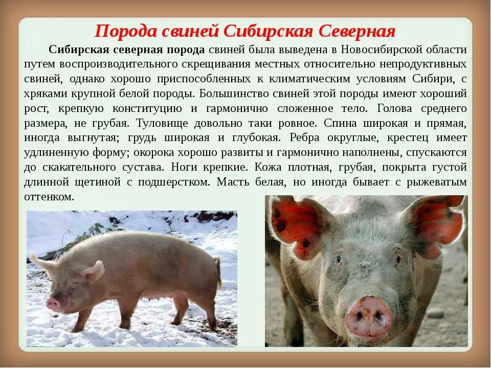 Свинья окружающий мир 3 класс. Миргородская порода свиней поросята. Породы свиней мясные беконные сальные. Крупная белая порода свиней поросята. Гемпширская порода свиней.