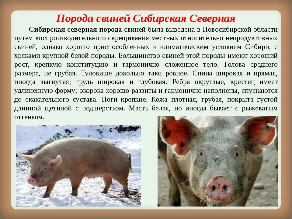 Сообщение про свинью