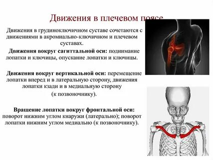 Лопатки вперед