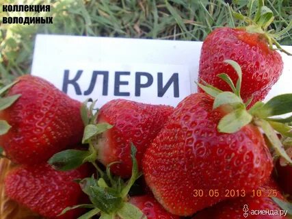 Клубника сорт клери характеристика