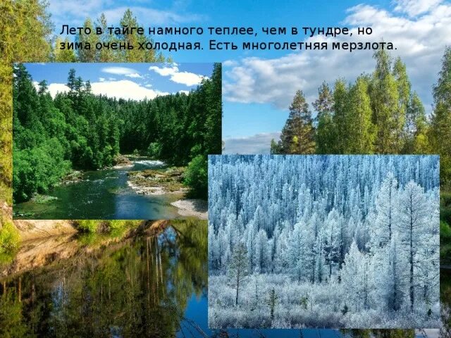 Средняя температура в тайге летом. Климат тайги. Лето в тайге намного теплее чем в. Климат тайги летом. Климат тайги в России.