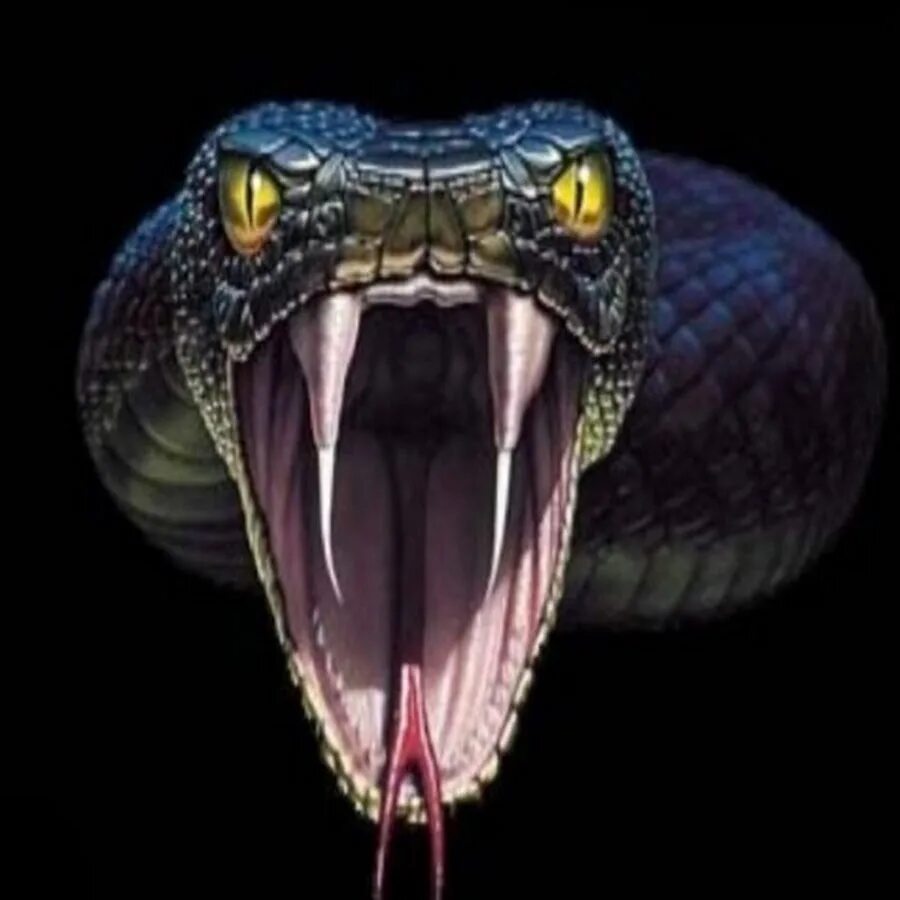 Скачай красивая кобра. Голова змеи с открытой пастью. Оскал змеи. Змеиный оскал.