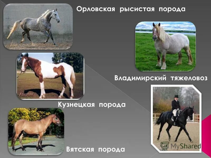 Исходя из фрагмента описания породы определите