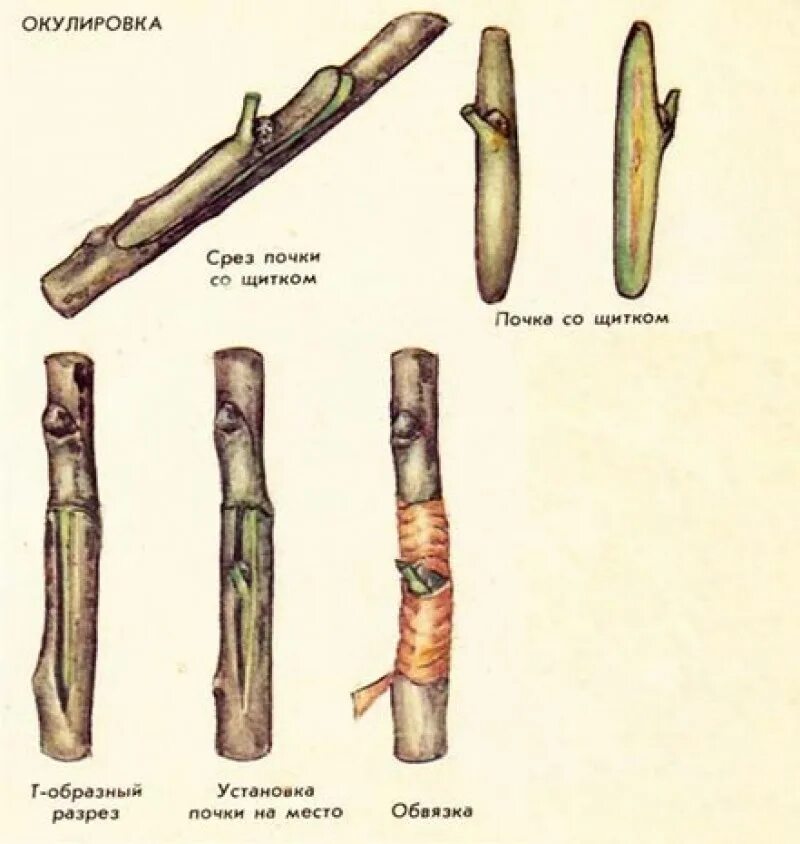 Можно ли привить абрикос на сливу. Окулировка персика на абрикос. Окулировка абрикоса на сливу. Прививка персика на абрикос окулировка. Весенняя окулировка абрикоса.
