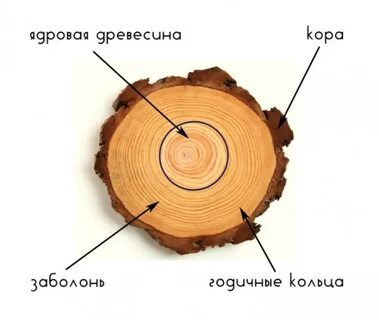 Спил дерева строение биология