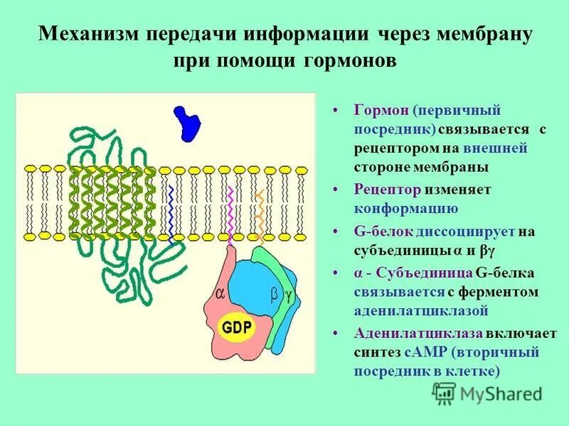 Молекулярная передача информации