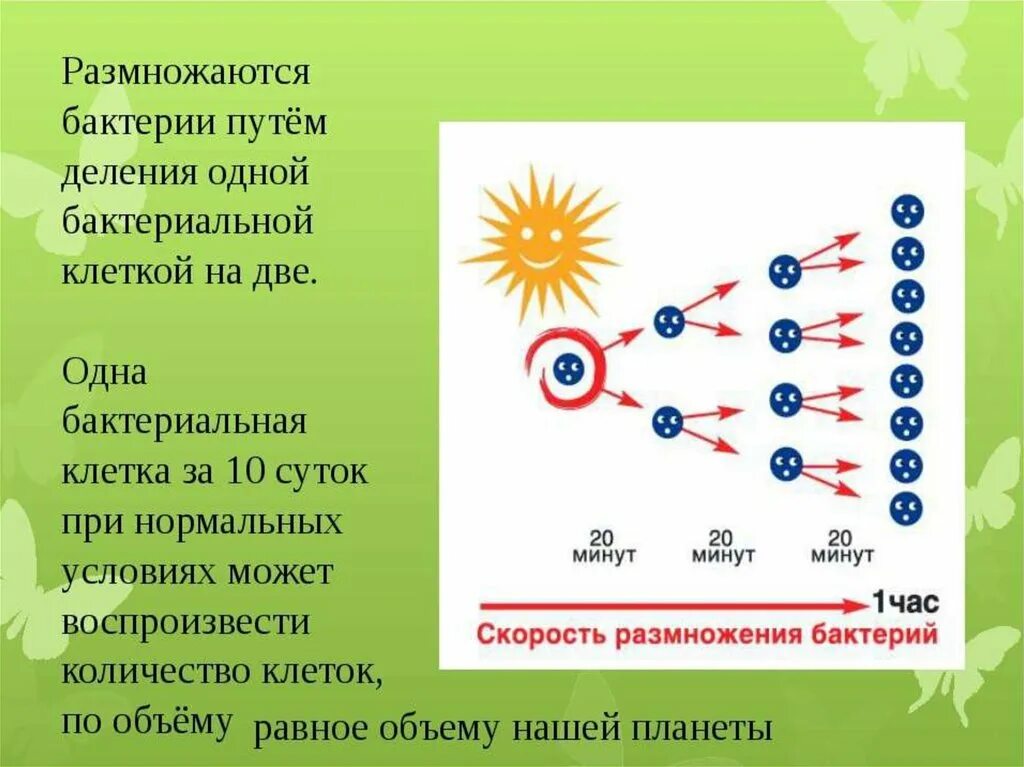 Размножение бактерий примеры. Размножение бактерий = деление одной клетки на две. Размножение бактерий 7 класс по биологии. 5 Кл размножение бактерий. Размножение бактерий 5 класс биология.