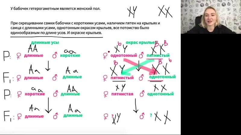 Пол у самок бабочки. У бабочек гетерогаметным полом является женский пол при скрещивании. Задачи с гетерогаметным полом. Гетерогаметным является женский пол. Гетерогаметным полом является мужской пол.