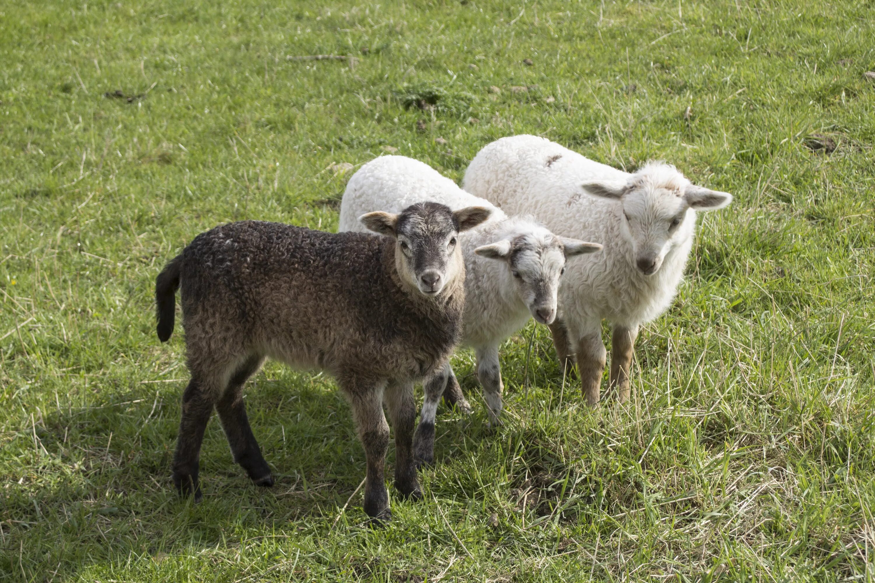 Ягненок 3 месяца. Эдильбаевская порода овец. Литовская черноголовая овца. Овцы Мироланд. Уэнслидейл овцы.