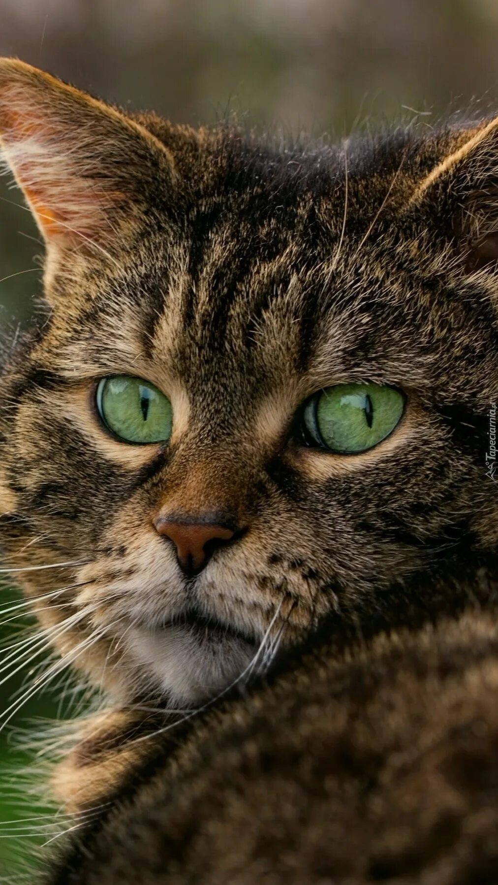 Темно зеленая кошка. Зеленая кошка. кошка с зелеными глазами. кот с умным взглядом. зеленоватая кошка.