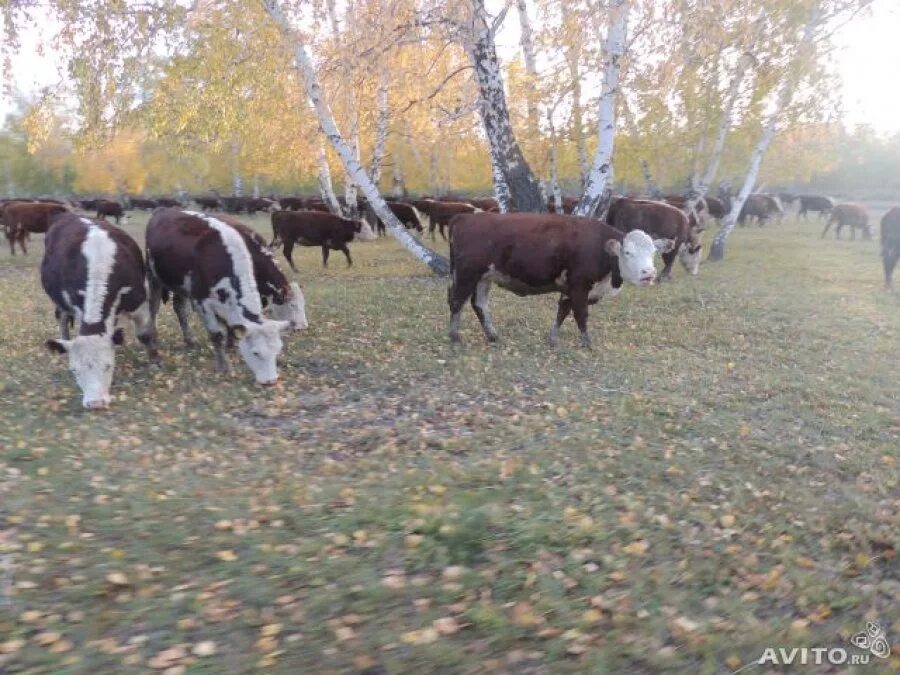 купить нетелей герефордской породы в воронежской обл на авито. крс тюменской. крс тюменской. таволжан тюменская область. быки породы обрак.