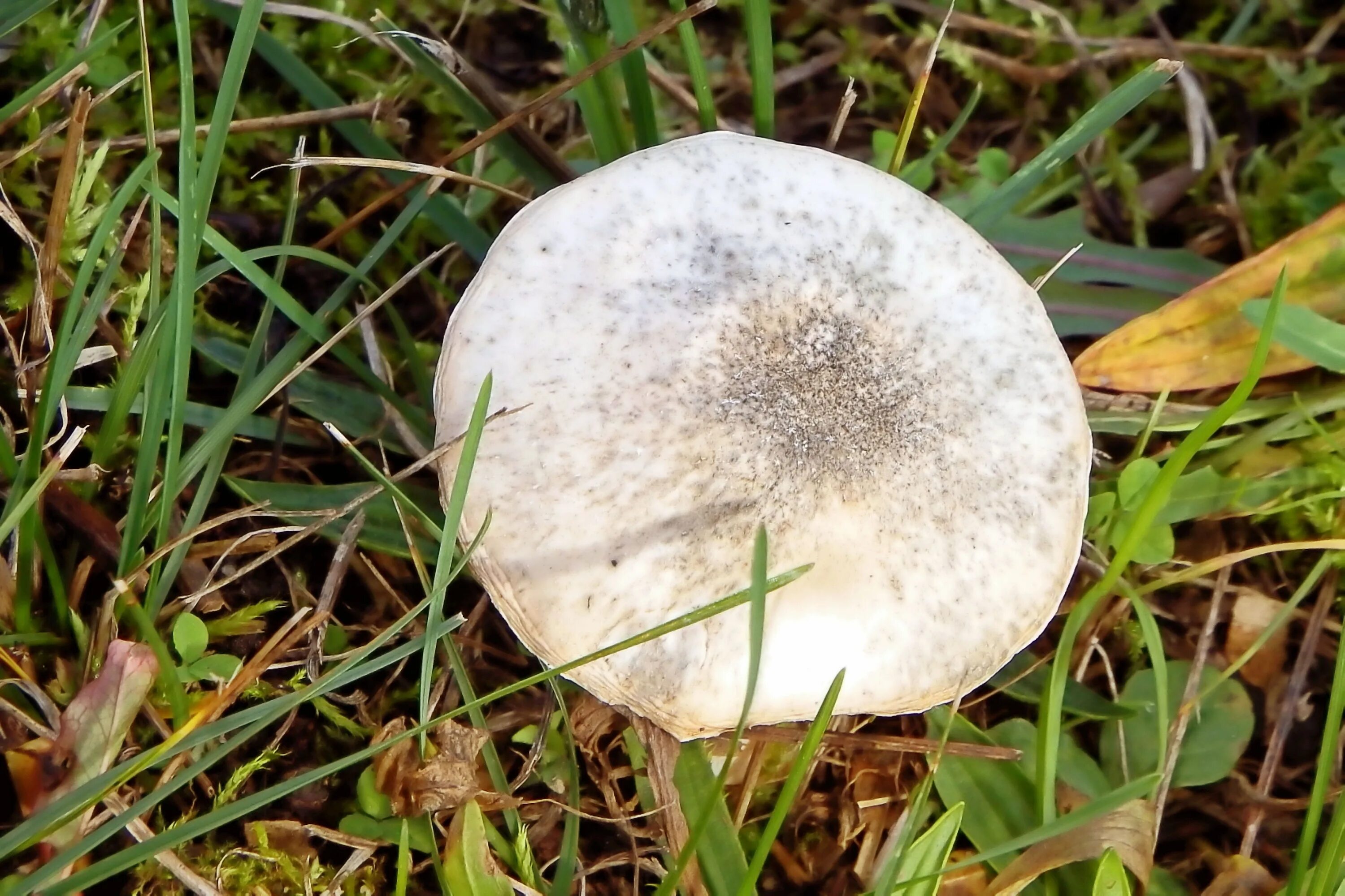 Полевые грибы съедобные. Грибы растущие на лугу. Грибы белого цвета. Луговые грибы съедобные.
