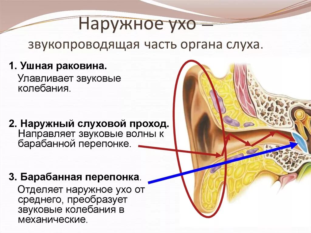 Строение наружного уха барабанная перепонка. Барабанная перепонка относится к какому отделу уха. Звукопроводящая часть слухового анализатора. Барабанная перепонка строение уха. Барабанная перепонка относится к наружному уху