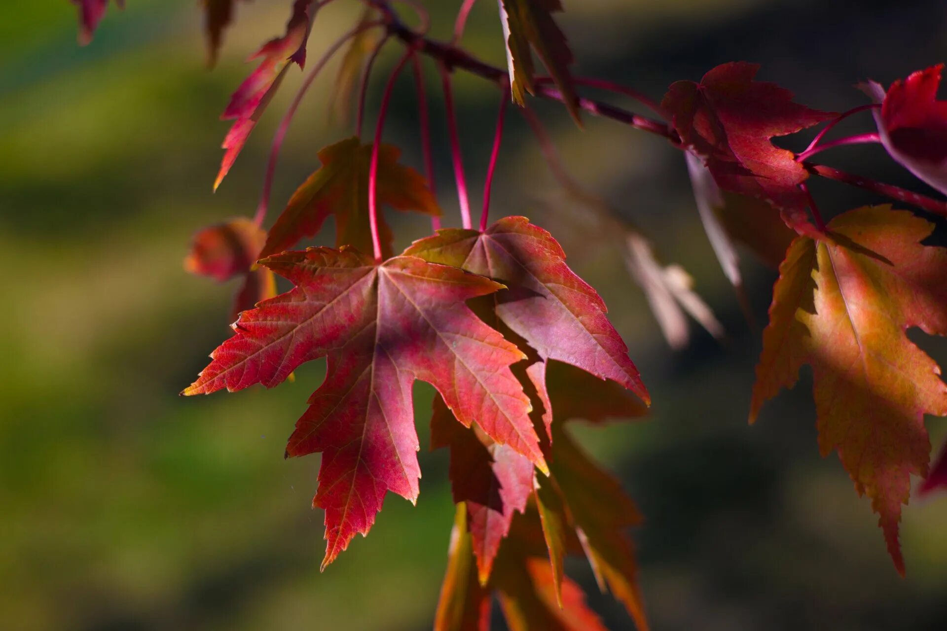 Сентябрь багряной веткой ивы. Осенний кленовый лист. Осень клен. Клен с красными листьями. Осень листья.