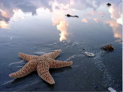 Вода морские звезды
