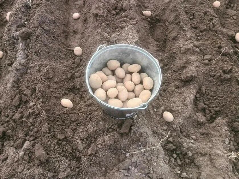 Подготовка картофеля к посадке весной в домашних. Посадка картофеля. Посадка картошки. Посев картофеля. Лунки для картошки.