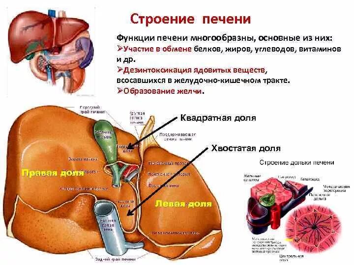 Масса печени составляет. Особенности строения печени и ее функции. Печень человека анатомия строение и функции печени. Печень строение и функции кратко. Строение печени человека анатомия кратко.