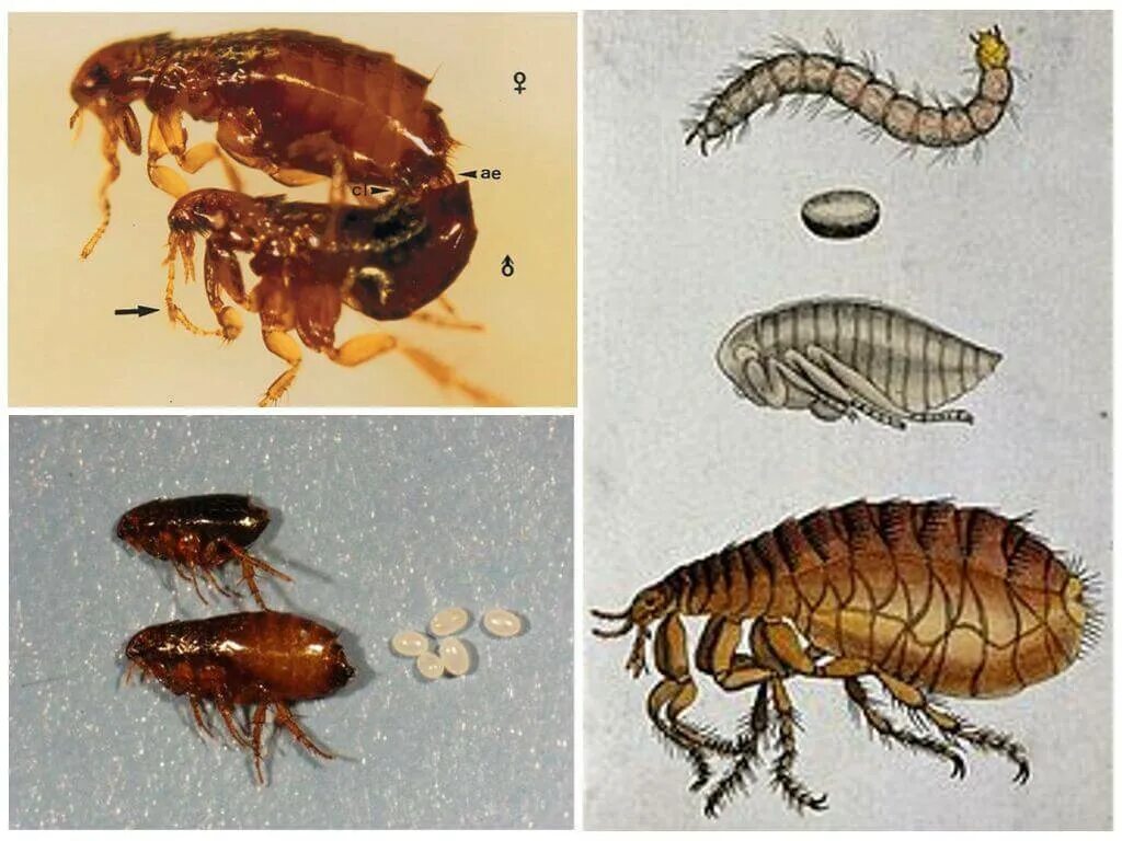 Сколько живут блохи. Личинки блохи червеобразные. Яйца личинки кошачьих блох.