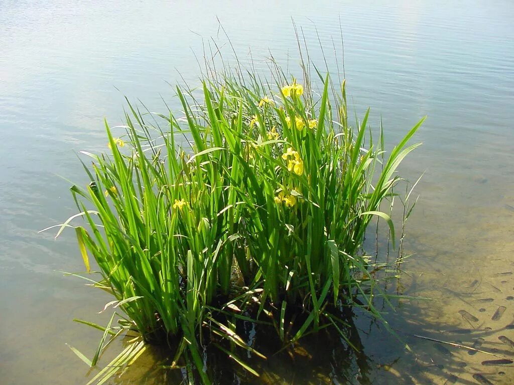 Растения прибрежной части озер