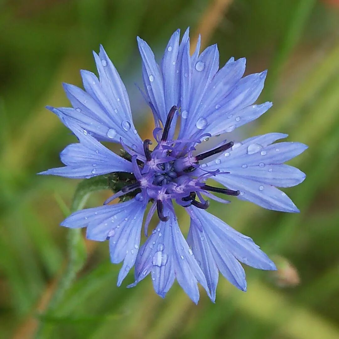 Травянистое растение синего цвета. Василек голубой Centaurea cyanus. Центаурея Цианус. Василек синий (Centaurea cyanus). Василек Луговой синий.