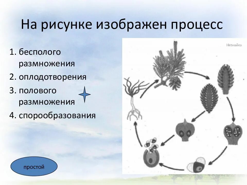 Оплодотворение в бесполом размножении