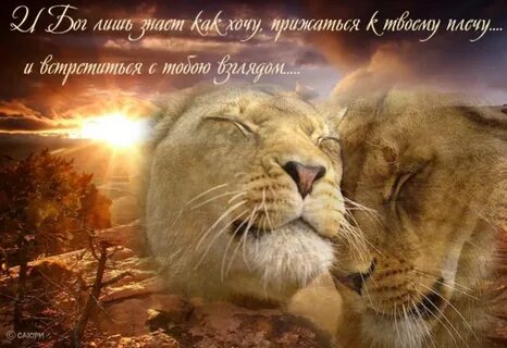Спокойной ночи лев